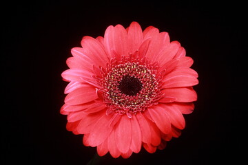 red gerbera flower