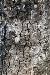 Close up Texture of Tree Trunk in the Park.