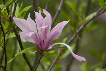 Close-up of magnolia flower in the park after the rain, selective focus