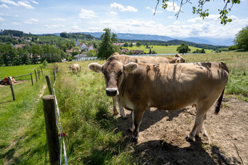 Oberreitnau bei Lindau am Bodensee