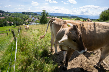 Oberreitnau bei Lindau am Bodensee
