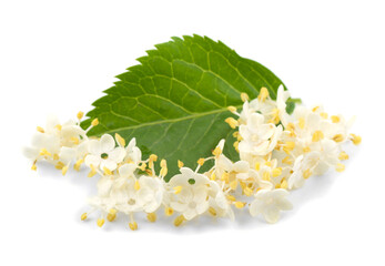 Elderberry flowers on a green leaf on a white background, isolated.