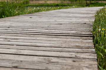 Wooden boardwalk creates path through field of green grass leading to forest.