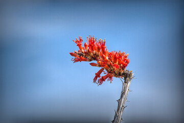 Blooming Ocotillo in the Desert