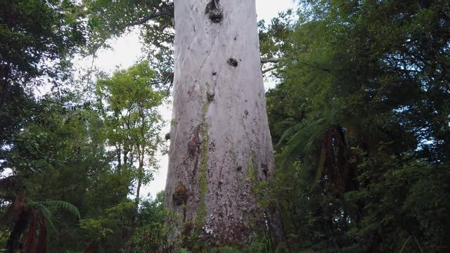 4k bottom to top tilt pan motion of the 2000 year old Kauri tree called Tane Mahuta, the largest and oldest Kauri tree on the north island of New Zealand