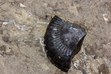 A broken fragment of an Ammonite fossil