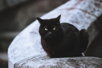 Black cat looking ahead.