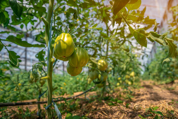Organic green tomatoes ripen in a greenhouse. growing vegetables without chemicals, healthy food
