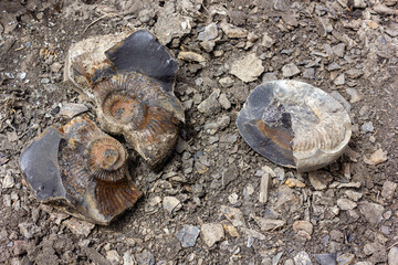 Ammonite fossils on a river bed in the Spiti Valley © Balaji