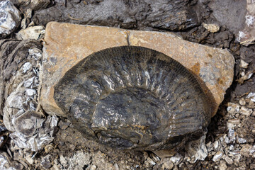 A broken Ammonite fossil on a riverbed in the Spiti valley.