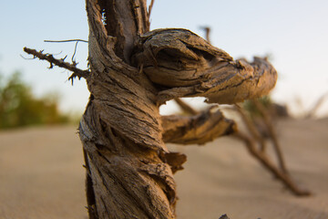A dried-out dead thorn tree that once grew in the desert sand