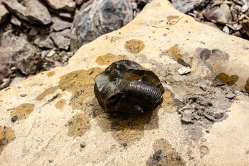 A broken fragment of an Ammonite fossil