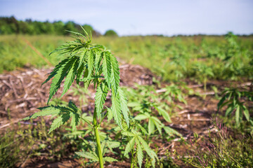 Fototapeta na wymiar Young cannabis hemp plants growing in the farm field and moving in wind with sun shining.