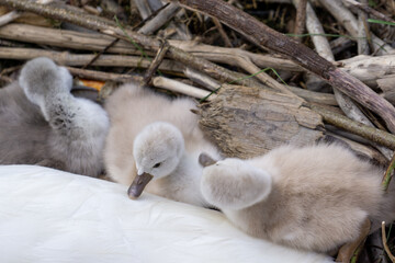 Oberreitnau bei Lindau am Bodensee