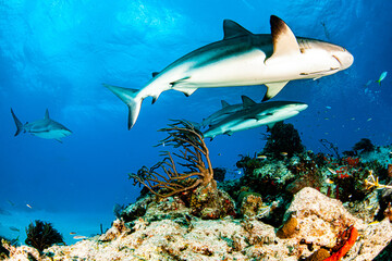 Caribbean reef shark at the Bahamas