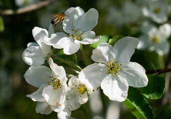 bee on apple blossom