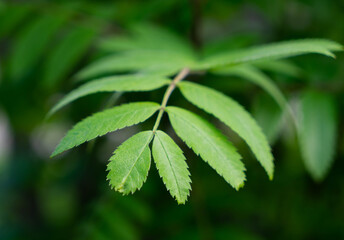 close up of green leaves