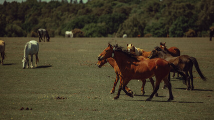 Beautiful Wild horses of New Forest, England.