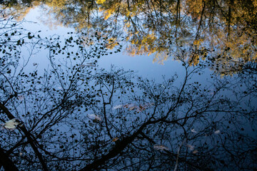 schöne Spiegelung von Bäumen in einem See als Hintergrund