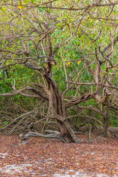 Arbre de mangrove original biscornu, d&eacute;form&eacute; par le climat tropical et les aliz&eacute;s avec une mangrove humide &agrave; l'arri&egrave;re plan sur une plage de Guadeloupe &agrave; Saint-Felix
