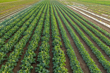 Fototapeta na wymiar Aerial view of greenhouse and vegetables fields on a commercial farm. View from drone.