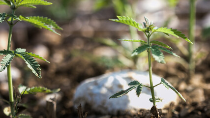 Single young cannabis hemp plant growing growing from dirt moving in wind with sun shining. Slow motion, tilt movement