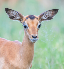 Baby Impala in the Kruger National Park South Africa