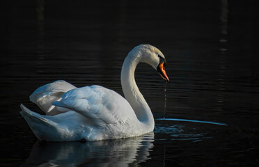 Schwan in der Dämmerung auf dem See