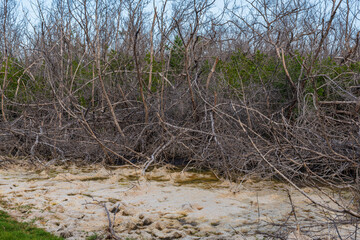 Gros plan sur une mangrove sèche avec des algues et des arbres morts, de l'eau saumâtre et de la...