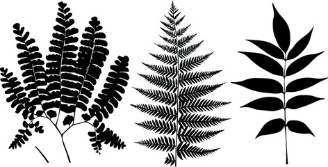 Tropical plant leaves. Vector silhouette collection.
