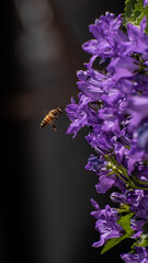Bee hovers by purple flower