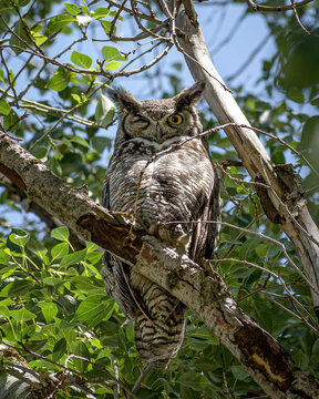 Great Horned Owl Asleep With One Eye Open