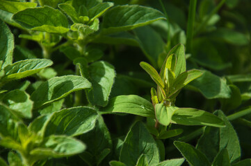 Mint, oregano and lemon balm bushes closeup