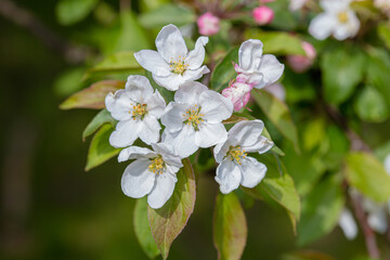 Beautiful flowers of apple tree on a sunny day.