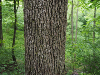 Fototapeta premium Frühling - stattliche Eiche im grünen Wald