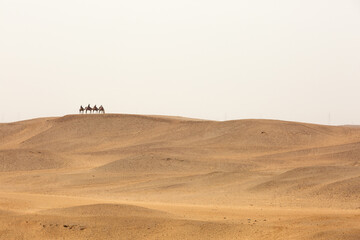 Fototapeta na wymiar Toursits on camels back on beautiful sand dunes in Giza complex, Egypt