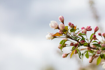 Beautiful flowers of apple tree on a sunny day.
