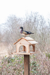 Male wood duck on a bird house