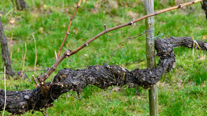 old woody gnarled grapevine