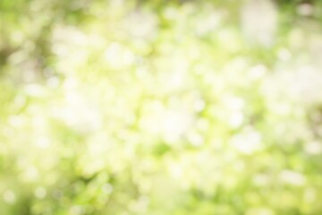 Obraz premium Blurred Nature Green Bokeh Background.