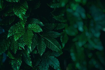 Close up Leaves with Bokeh Background with Space for Text.