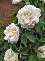 A large bush of white fluffy roses near the house