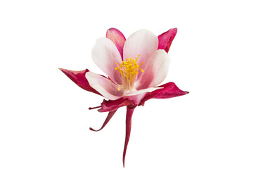 aquilegia flower isolated