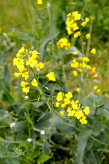 Obraz premium Cabbage field (Brassica campestris L.). The blossoming plant