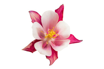 aquilegia flower isolated