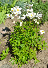  The anemony forest (Anemone sylvestris L.). The blossoming plant © vodolej