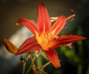 Obraz premium pomarańczowa lilia tygrysia