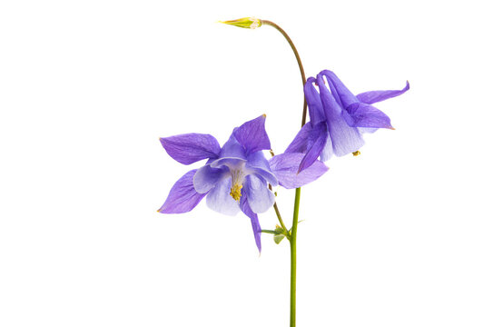 aquilegia flower isolated