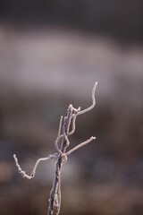 Frosty grass shot close up