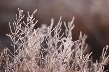 Frosty grass shot close up